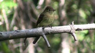 Birds, Aves, Ornithology, Animals, Fauna Part 3 of 24 Nature Ecosystem of Western N Americ