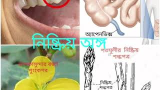 তুলনামূলক শারীরস্থান ও  বিবর্তন-- নিষ্ক্রিয় অঙ্গ,  দশম শ্রেণি, জীবন বিজ্ঞান । Follow description  bx