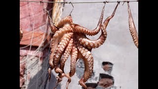 Catch the squid , khmer fishing squid , ស្ទូចមឹក