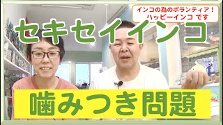 さて、どうしましょう！セキセイさん噛む　ハッピーインコ＆はがひでき