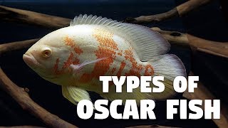Types of Oscar Fish