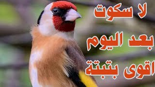 هذا البتبته لا سكوت معها بعد اليوم |اقوى وافضل بتبتة أنثى الحسون للتحفيز الذكور والإناث على الغناء