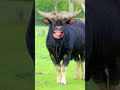 जेलेबी ले आओ रे animals animalsounds cow buffalo bull shorts shortsfeed trending cartoon