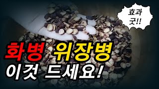 만성적인 화병과 위장병에 최고의 약초입니다[약초방송]