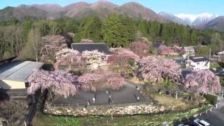 長野県駒ヶ根市光前寺しだれ桜を ドローン 空撮