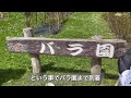 【北海道】桜の名所！松前さくらまつり2023 【函館エリア】