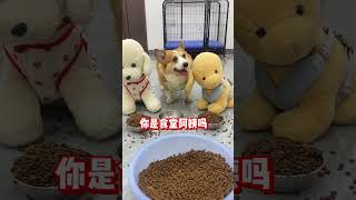 Unfair parents make dogs angry Corgi All things cute plan Healing at home Dogs