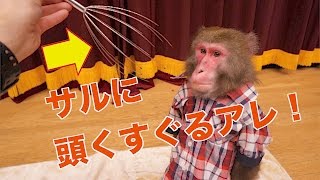 頭がくすぐったくなるアレをおサルにやってみたら、まさかの結果に！(#137)