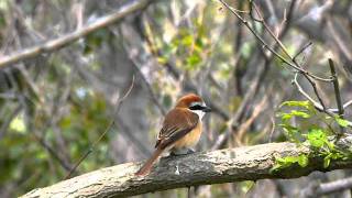 アカモズ　Brown Shrike