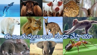 ఈ జంతువులు ఇలా ఎందుకు చేస్తున్నాయి? // UNKNOWN FACTS ABOUT ANIMALS // learn with HEMANTH