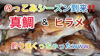 マダイのっこみシーズン到来！！【名立港龍宮丸】さんで【コマセマダイ釣り】&【泳がせヒラメ釣り】！！