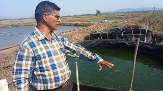 आता करा कुठेही खाऱ्या पाण्यातील मत्स्य पालन... बायोफ्लोक तंत्रज्ञान... समृद्ध कोकणचा आढावा