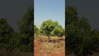 High Density Mango Farm Plantation | అధిక సాంద్రత లో మామిడి తోట సాగు