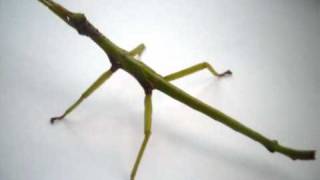 Diapherodes Gigantea Stick Insect Nymph