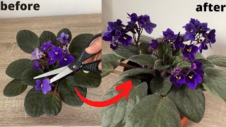 Do This Let Violet Bloom Abundantly/Violet Fast Grow Formula/New Violet Care