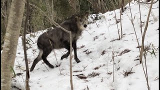 カモシカの縄張りに入り込んだ結果 …