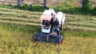 Awesome Skill Rice Harvesting Machine Working Hard