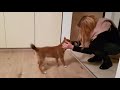 Puppy can't contain his excitement when owner comes home