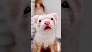 Funny Ferret Singing Serenade.  😂🎶 Cinnamon