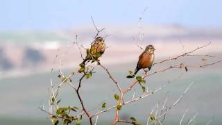 תפוחית מצויה להקה Common Linnet