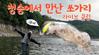 금어기전 임하댐에서만난 쏘가리 #쏘가리 #루어낚시