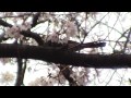 桜の蜜を吸い歩くヒヨドリ、 南越谷第一公園の桜　2013年3月29日撮影