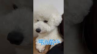 ビーフorチキンorカリカリ？ビションフリーゼ♯おもち♯アフロ犬♯可愛い♯犬♯小型犬♯もふもふ♯shorts♯ショート#ダックス#トイプードル