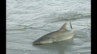 Shark on Bhuigaon Beach Vasai Palghar