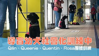 【導盲犬上課趣 Ep.56】導盲幼犬社會化訓練中 Qilin、Queenie、Quentin、Rosa團體訓練