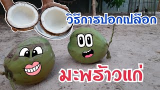 วิธีปอกเปลือกมะพร้าว Ep.14 | นอกห้องเรียน