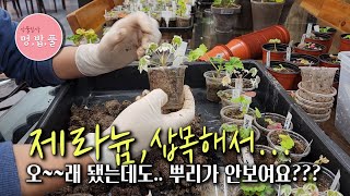 제라늄 삽목 오래됐는데.. 뿌리가 안보이면??? #제라늄전용토