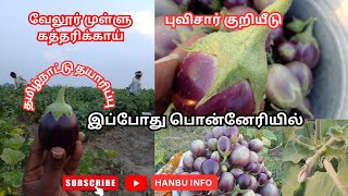 🙏 தமிழ்நாடு தயாரிப்பு 🙏 - புவி சார் குறியீடு - 🌱 இளவம்பாடி முள் கத்தரிக்காய் 🍆 இப்போது பொன்னேரியில்