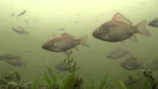 Underwater Tisza - Víz alatti felvételek a Tiszaladányi Holt-Tiszában