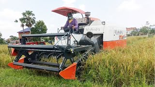 Rice Harvest At Farm Field ,Rice Cutting Crop Machine ម៉ាស៊ីនច្រូតស្រូវ