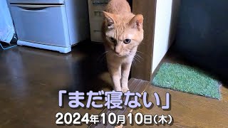 我が家の猫たち「まだ寝ない」2024年10月10日(木) \