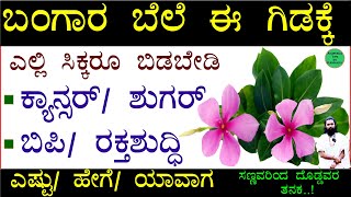 Sadapushpa Uses in Kannada | ನಿತ್ಯ ಕಣಗಿಲೆ (ಸದಾ ಪುಷ್ಪ) ಎಷ್ಟು ಉಪಯೋಗಕಾರಿ | Sadapushpa Flower Benefits