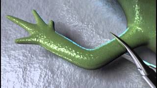 Salamander Limb Regeneration — HHMI BioInteractive Video