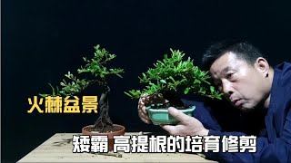 How to select and cultivate Pyracantha, how to prune to improve its fruiting rate火棘如何選型培育怎樣修剪提高它的掛果率