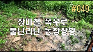 [EP 049] 장마철 폭우와 잡초로 뒤덮인 농장 상황