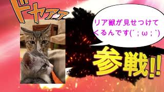 癒しの猫全員集合３