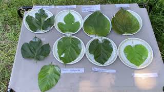 Himalayan Red Mulberry Leaf Comparison..Central Fl. Zone 9B 9-22-24