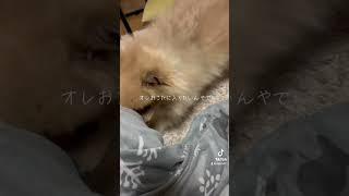 ママどいてやオレおこたに入りたいんやで【ポメラニアン】#ポン太 #ポメラニアン #pomeranian #モフモフ #ペロリ