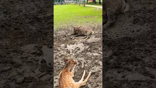 ドロドロになっています☺️可愛い鹿🫎奈良公園