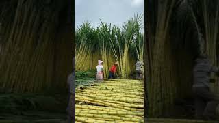 Sugar Cane Harvesting. #shorts. #tree. #trees. #sugar cane. #আখ চাষ.#আখ.#tiktok.#2021.#best.#harvest