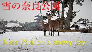 雪の奈良公園　(Nara Park on a snowy day)