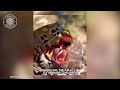 peacock mantis shrimp 💥 epic underwater puncher