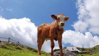 Zaigrajmo in zapojmo z godbo Gorje