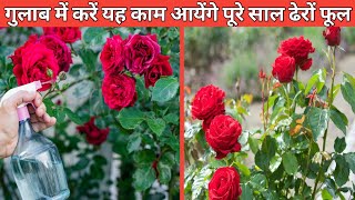 गुलाब में आएंगे सालभर ढेरों फूल रखें इन बातो का ध्यान | Rose plant care | Gulab ki dekhbhal