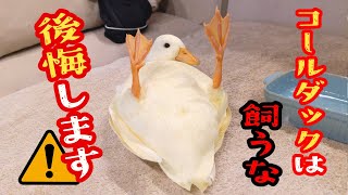 コールダックを飼うか迷っている方に【知っておいてほしい事】