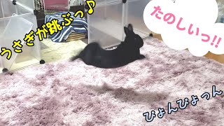 うさぎのハイジャンプっ！！うさぎは嬉しいとき、楽しいときにジャンプする♪